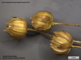   Fruits:   Linum marginale ; Photo by South Australian Seed Conservation Centre, used with permission
